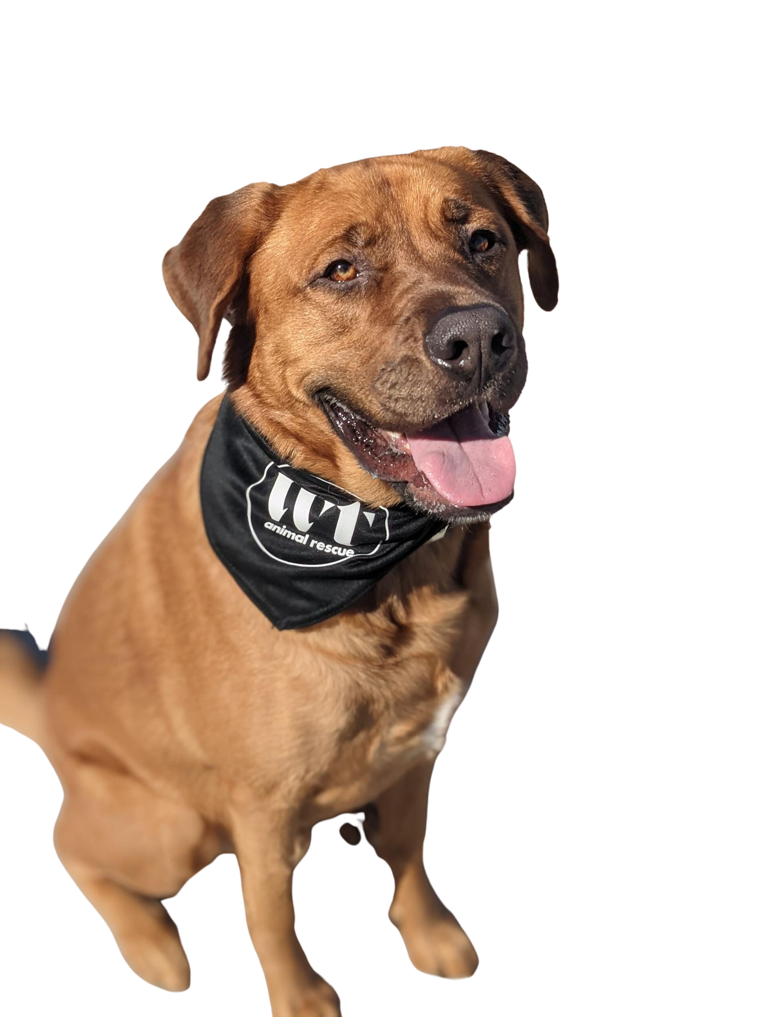 wolf trap animal rescue